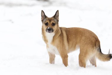 köpeği yürüyüşe kışın karda