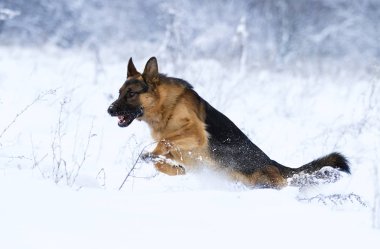 çoban köpeği kışın karda