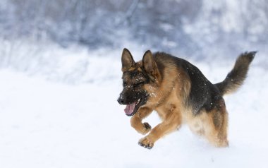 köpek karda çalışıyor