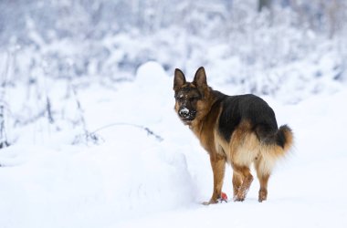 köpek karda çalışıyor