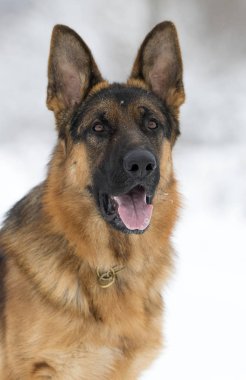 Kışın çoban köpeği