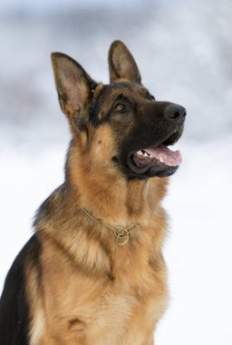 Kışın çoban köpeği