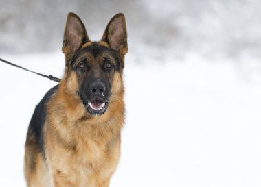 bir çoban köpeği kış portresi