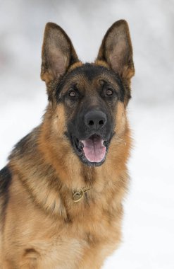 Kışın çoban köpeği