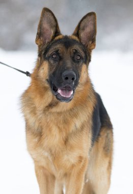 bir çoban köpeği kış portresi