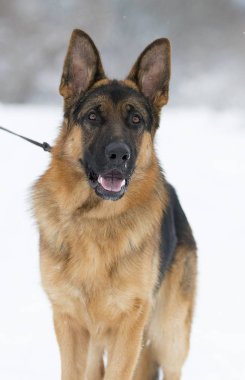 bir çoban köpeği kış portresi