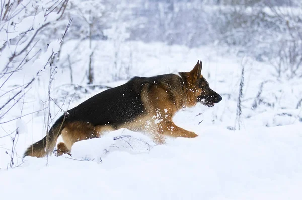 冬の雪の中でシェパード — ストック写真