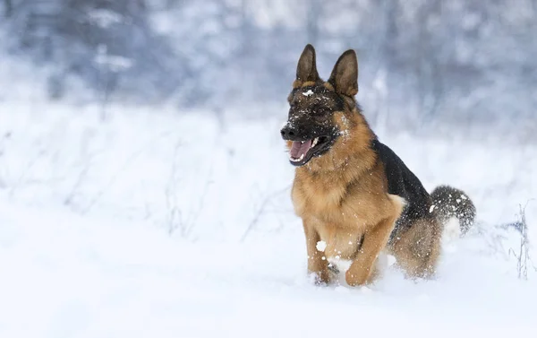 Cão Pastor Inverno Neve — Fotografia de Stock