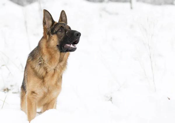 犬は雪の中で実行しています — ストック写真