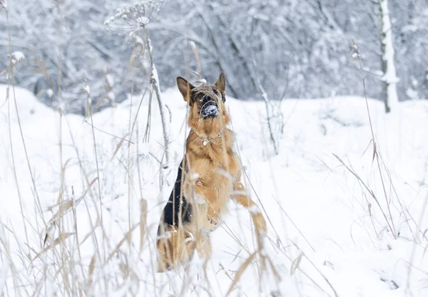 Cão Pastor Inverno Neve — Fotografia de Stock
