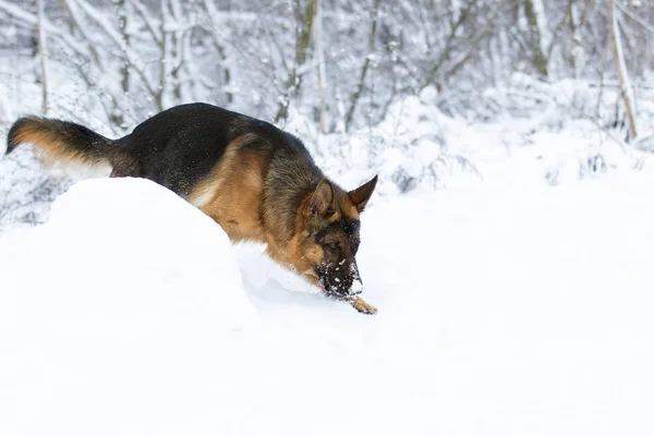 冬の雪の中でシェパード — ストック写真