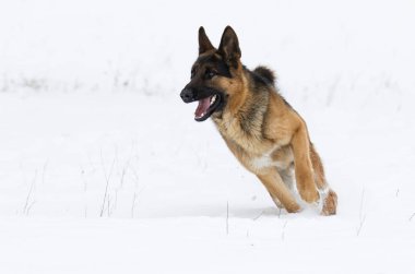 Alman çoban köpek kış