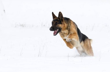 Alman çoban köpek kış
