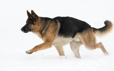 Alman çoban köpek kış