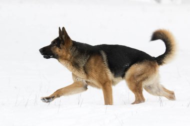 Alman çoban köpek kış
