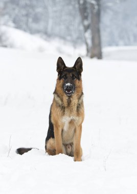 Alman çoban köpek kış