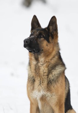 Alman çoban köpek kış