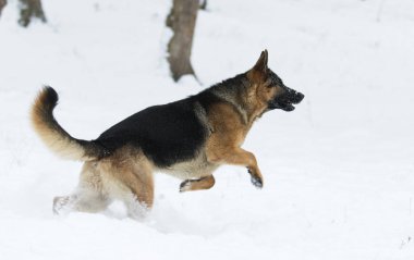 Alman çoban köpek kış