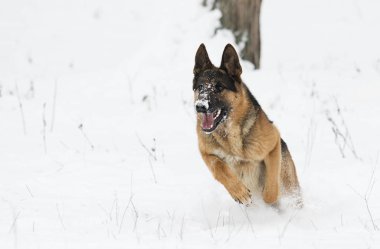 Alman çoban köpek kış