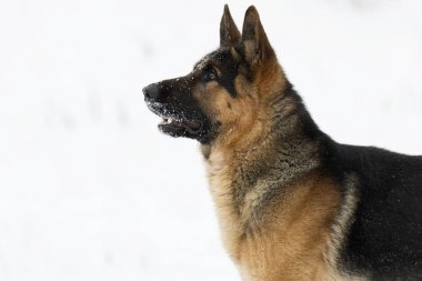 Alman çoban köpek kış
