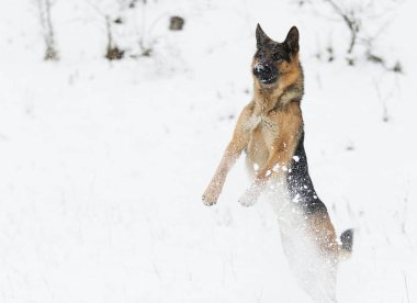 Alman çoban köpek kışın karda atlama