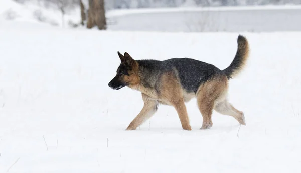 冬のジャーマン シェパード犬 — ストック写真