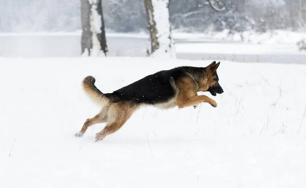 Schäferhund Winter — Stockfoto