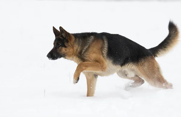 冬のジャーマン シェパード犬 — ストック写真