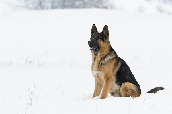 German Shepherd Dog Winter — Stock Photo, Image