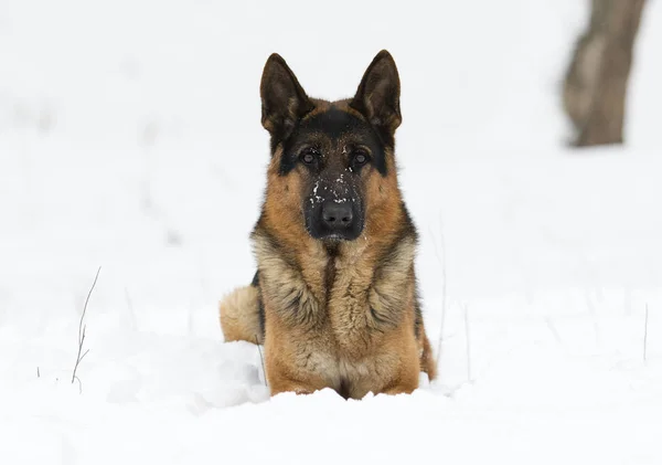 German Shepherd Dog Winter — Stock Photo, Image