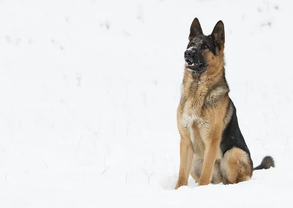 冬のジャーマン シェパード犬 — ストック写真