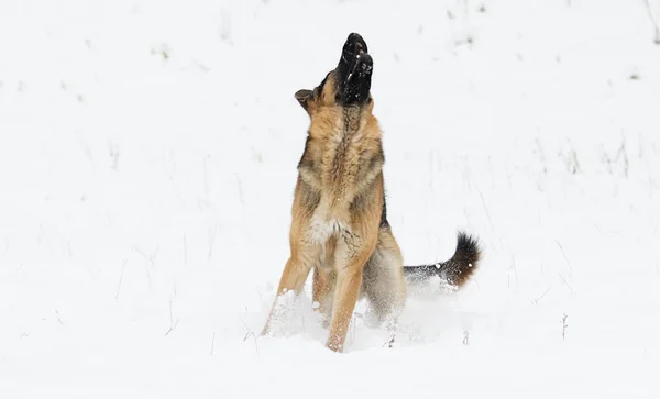 Duitse Herder Honden Winter — Stockfoto