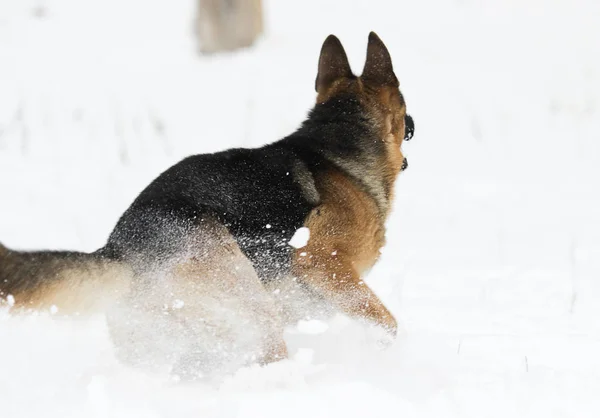 冬のジャーマン シェパード犬 — ストック写真