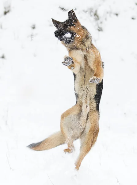 Γερμανικός Ποιμενικός Σκύλος Άλμα Στο Χιόνι Χειμώνα — Φωτογραφία Αρχείου