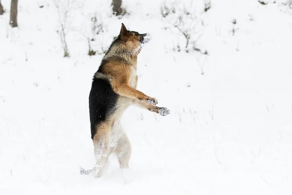 Γερμανικός Ποιμενικός Σκύλος Άλμα Στο Χιόνι Χειμώνα — Φωτογραφία Αρχείου