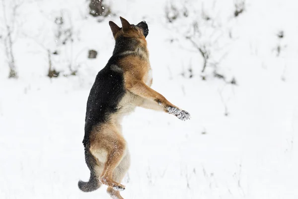 Немецкая Овчарка Прыгает Снегу Зимой — стоковое фото