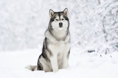 Alaskan Malamute köpek bir kışın karda yürümek