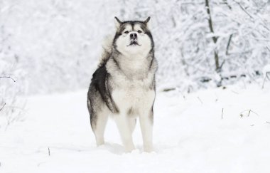 Alaskan Malamute köpek bir kışın karda yürümek
