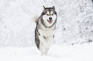 Alaskan Malamute köpek bir kışın karda yürümek