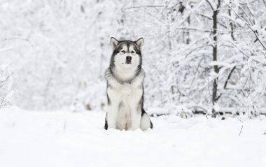 Alaskan Malamute köpek bir kışın karda yürümek
