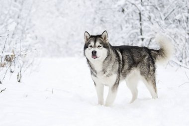 Alaskan Malamute köpeğe bir kış 