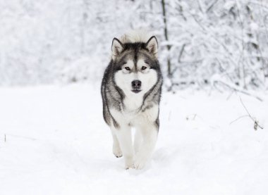 Alaskan Malamute köpeğe bir kış 