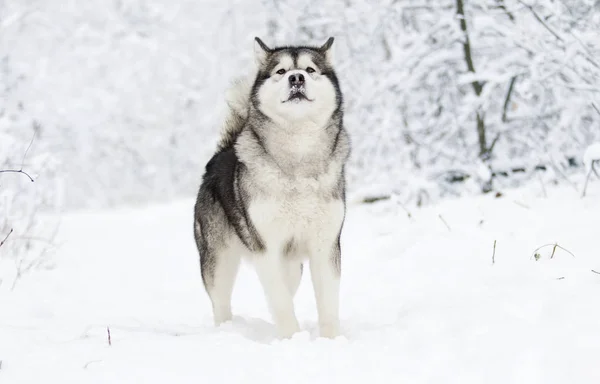 Από Την Αλάσκα Malamute Σκυλί Ένα Χειμώνα Πόδια Στο Χιόνι — Φωτογραφία Αρχείου