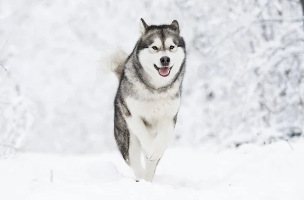 Alaskan Malamute Hund Auf Einem Winterspaziergang Schnee — Stockfoto