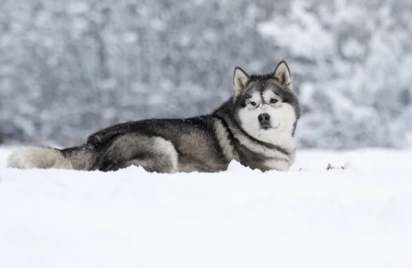 Alaskan Malamute Hund Auf Einem Winterspaziergang Schnee — Stockfoto