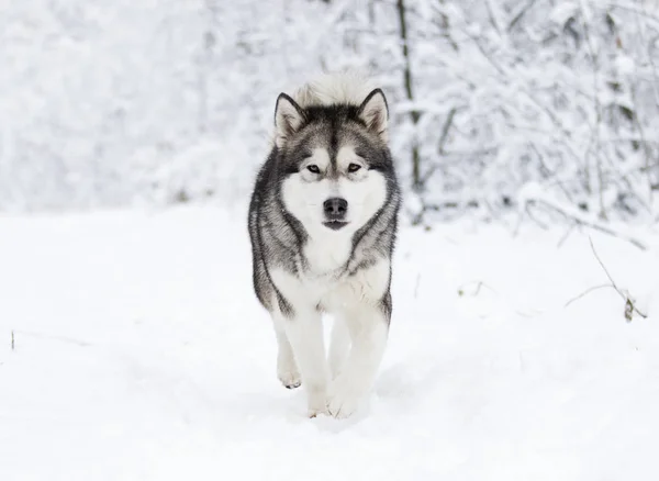Alaskan Malamute Hunden Vinter — Stockfoto