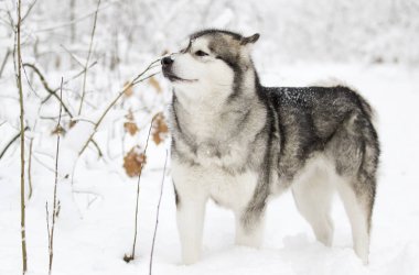 Alaskan Malamute köpek bir kışın karda yürümek