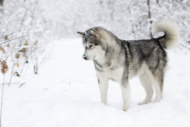 Alaskan Malamute köpek bir kışın karda yürümek