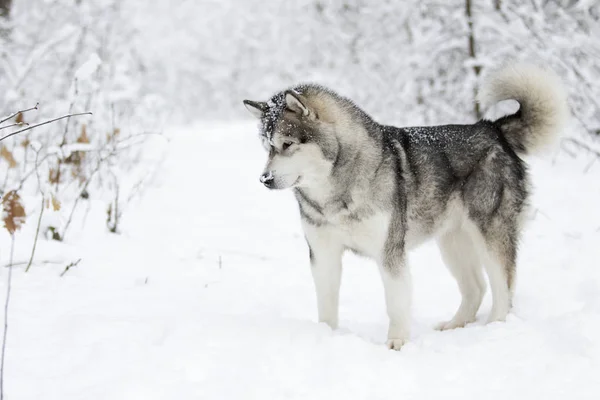 Alaskan Malamute Hond Een Winter Lopen Sneeuw — Stockfoto