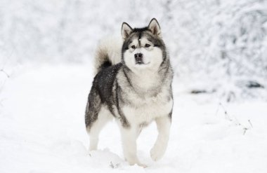 bir kış köpek